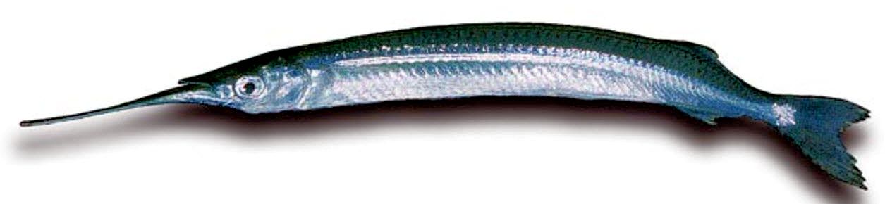 Hyporhamphus picarti_09.jpg